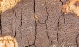 Diatrype stigma image