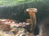 Craterellus fallax image
