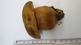 Boletus luridus image