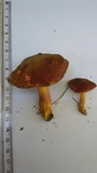 Hortiboletus engelii image
