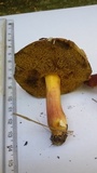 Hortiboletus engelii image