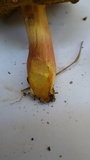 Hortiboletus engelii image