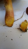 Hortiboletus engelii image