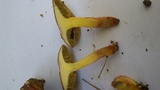 Hortiboletus engelii image