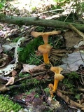 Cantharellus ignicolor image