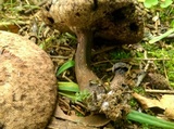 Tylopilus alboater image