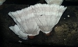 Cymatoderma dendriticum image
