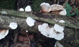Cymatoderma dendriticum image