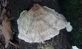 Cymatoderma dendriticum image