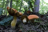 Tylopilus balloui image