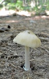 Amanita sect. Vaginatae image