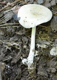 Amanita sect. Vaginatae image