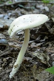 Amanita sect. Vaginatae image
