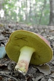 Boletus roodyi image