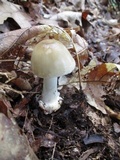 Amanita brunnescens image