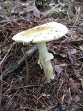 Amanita flavorubens image