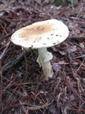 Amanita flavorubens image