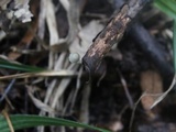 Mycena tenuispinosa image