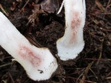 Amanita flavorubens image