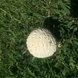 Amanita thiersii image