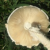 Amanita thiersii image