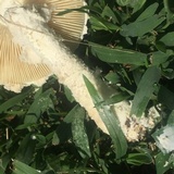 Amanita thiersii image