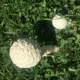 Amanita thiersii image
