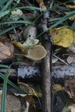 Simocybe centunculus var. centunculus image