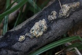 Hypocrea sulphurea image
