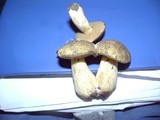Suillus tomentosus image