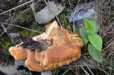 Tapinella panuoides image