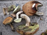 Boletus pallidus image