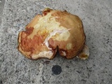 Boletus subcaerulescens image