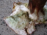 Boletus subcaerulescens image
