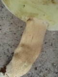 Boletus variipes image