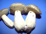 Suillus tomentosus image