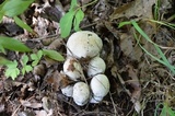 Hypomyces hyalinus image