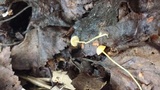 Mycena oregonensis image