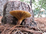 Phylloporus leucomycelinus image