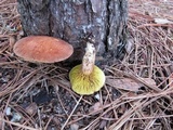 Phylloporus leucomycelinus image