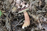 Tylopilus badiceps image