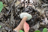 Tylopilus badiceps image