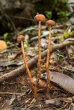 Tulostoma matae image