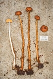 Tulostoma matae image