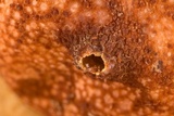 Tulostoma matae image