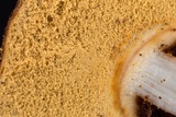 Tulostoma matae image