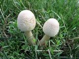 Leucoagaricus americanus image