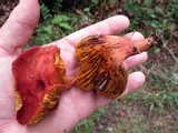 Phylloporus rhodoxanthus image