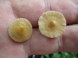 Rhizomarasmius pyrrhocephalus image