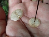 Rhizomarasmius pyrrhocephalus image